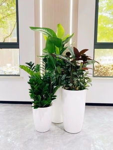 想找奉化好的盆景租赁？这几家千万别错过！