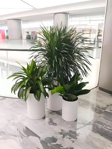 找植物出租？杭州湾这家公司满足独特需求